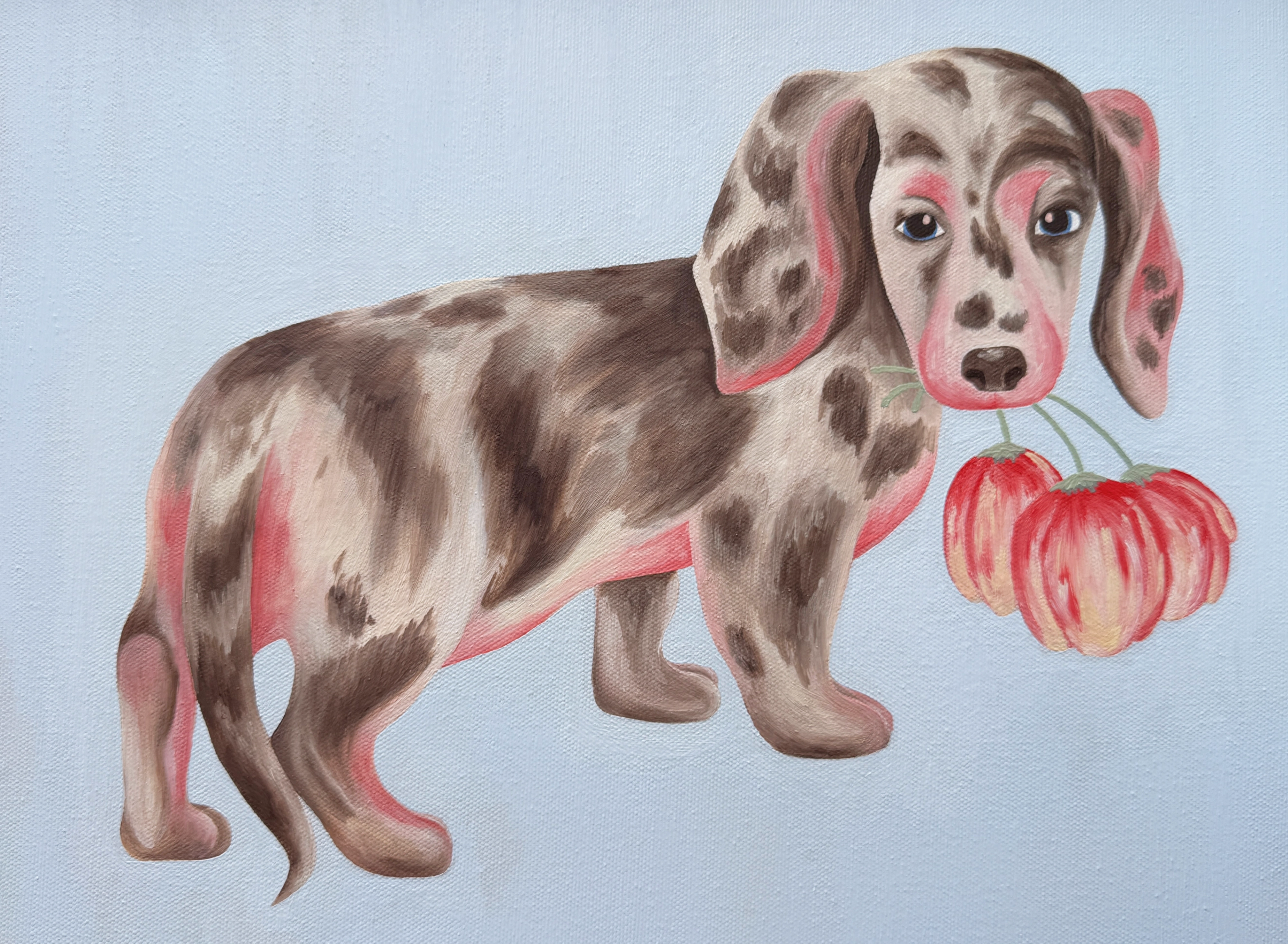 Такса окраса арлекин с двумя красными цветами во рту на светло-голубом фоне, масло, холст, 30 × 40 см